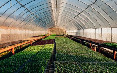 Pole Barns as Greenhouses: A Growing Guide