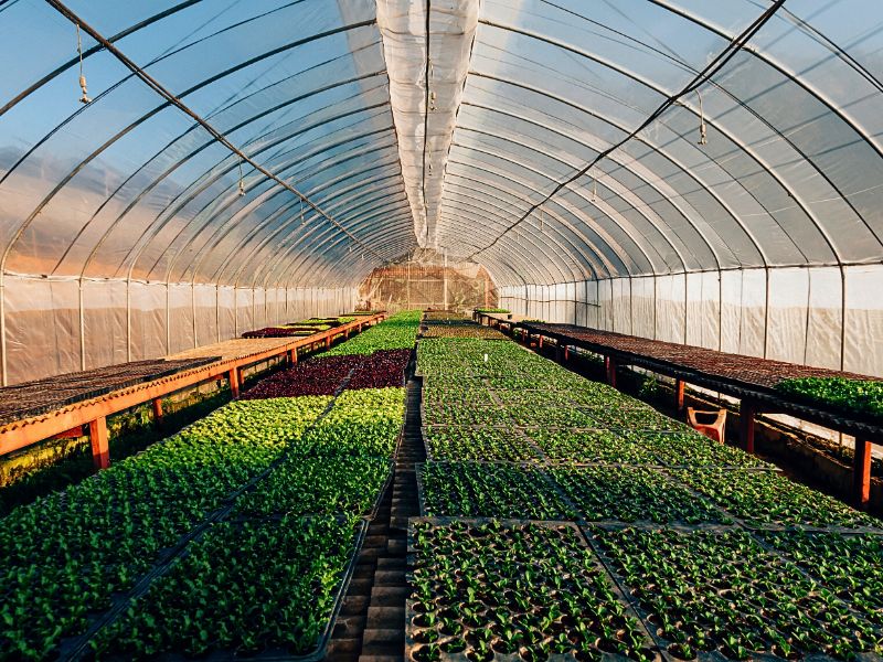 Pole Barn as Greenhouse