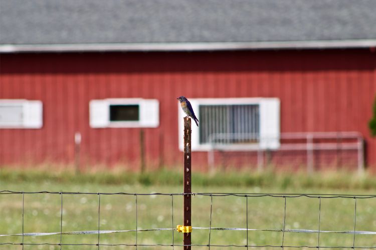 pole-barn-building